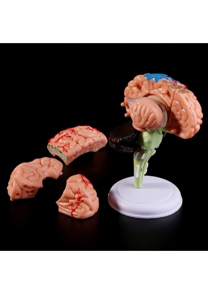 2022 Yeni 4D Sökülebilen Anatomik Insan Beyin Modeli Anatomi Öğretim Aracı Heykeller Okul Kullanımı (Yurt Dışından)