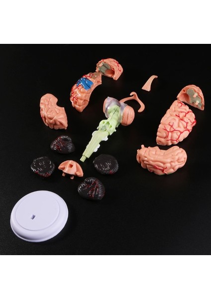 2022 Yeni 4D Sökülebilen Anatomik Insan Beyin Modeli Anatomi Öğretim Aracı Heykeller Okul Kullanımı (Yurt Dışından)
