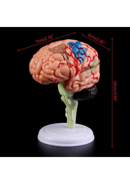 2022 Yeni 4D Sökülebilen Anatomik Insan Beyin Modeli Anatomi Öğretim Aracı Heykeller Okul Kullanımı (Yurt Dışından)