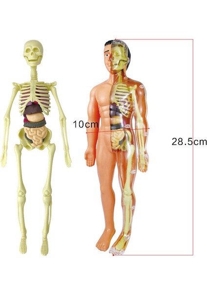 28 Cm Insan Gövdesi Iç Organları Anatomi Modeli Tıp Öğrenci Eğitim Bilim Öğrenme Çıkarılabilir Iç Organ Modelleri (Yurt Dışından)