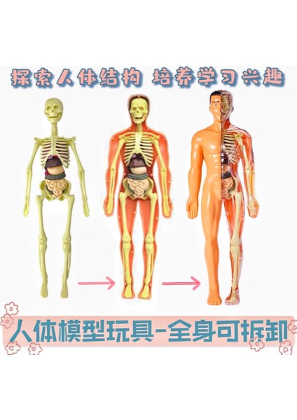 28 Cm Insan Gövdesi Iç Organları Anatomi Modeli Tıp Öğrenci Eğitim Bilim Öğrenme Çıkarılabilir Iç Organ Modelleri (Yurt Dışından)