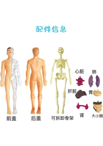 28 Cm Insan Gövdesi Iç Organları Anatomi Modeli Tıp Öğrenci Eğitim Bilim Öğrenme Çıkarılabilir Iç Organ Modelleri (Yurt Dışından)