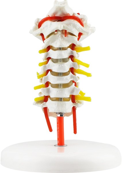 Insan Boyun Omurga Anatomisi Modeli Tıp Eğitim Kaynakları - Satın Al (Yurt Dışından)