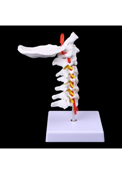 Boyutlarına Uygun Servikal Omurga Arteriyel Omurilik Sinir Anatomik Model - E-Ticaret (Yurt Dışından)