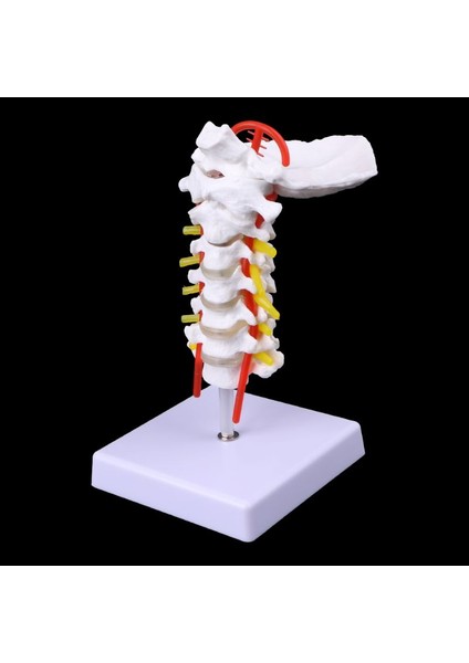 Boyutlarına Uygun Servikal Omurga Arteriyel Omurilik Sinir Anatomik Model - E-Ticaret (Yurt Dışından)