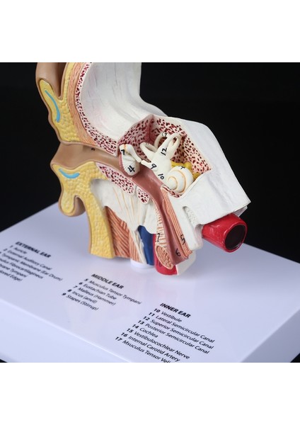 1.5 Kat Büyüklükte Insan Kulak Modeli Bilimsel Anatomi Öğretim Malzemeleri Anatomik Çalışma Ekranı Profesyonel Okul Kaynağı (Yurt Dışından)