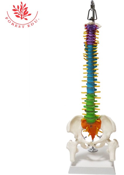 Anatomi Modeli Pvc Malzeme 45Cm Renk Farklılaşması Insan Esnek Omurga Iki Femur Ile (Yurt Dışından)