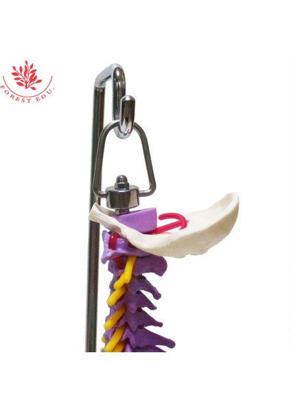 Anatomi Modeli Pvc Malzeme 45Cm Renk Farklılaşması Insan Esnek Omurga Iki Femur Ile (Yurt Dışından)