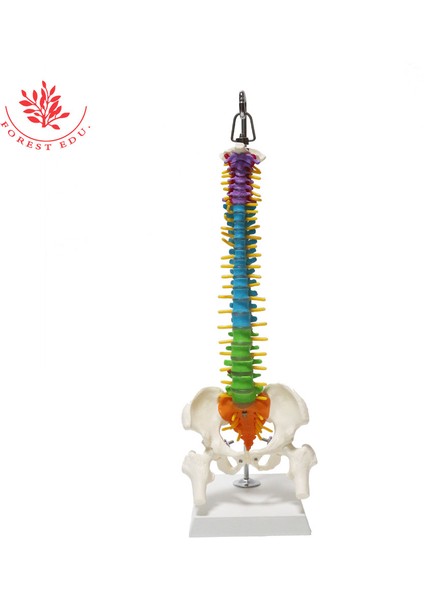 Anatomi Modeli Pvc Malzeme 45Cm Renk Farklılaşması Insan Esnek Omurga Iki Femur Ile (Yurt Dışından)