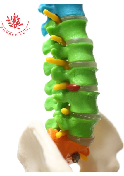 Anatomi Modeli Pvc Malzeme 45Cm Renk Farklılaşması Insan Esnek Omurga Iki Femur Ile (Yurt Dışından)
