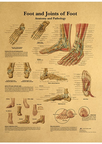 Ayak Ve Ayak Bileği Anatomisi Ve Yaralanmaları Posteri - Ayak Ve Ayak Bileği Eklemi Anatomi Şeması (Yurt Dışından)