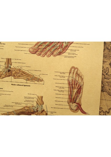 Ayak Ve Ayak Bileği Anatomisi Ve Yaralanmaları Posteri - Ayak Ve Ayak Bileği Eklemi Anatomi Şeması (Yurt Dışından)