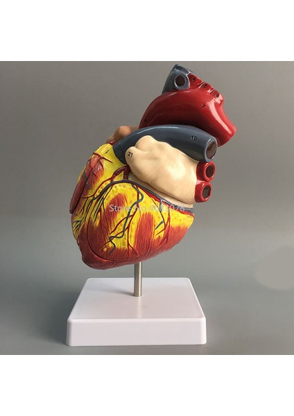 Insan Kalbi Anatomik Anatomik Model Vücut Tıbbi Organ Modeli Emulasyon + Stand Tıp Bilim Eğitim Malzemeleri (Yurt Dışından) fiyatları