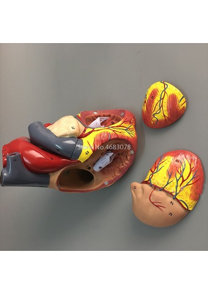 Insan Kalbi Anatomik Anatomik Model Vücut Tıbbi Organ Modeli Emulasyon + Stand Tıp Bilim Eğitim Malzemeleri (Yurt Dışından) modelleri