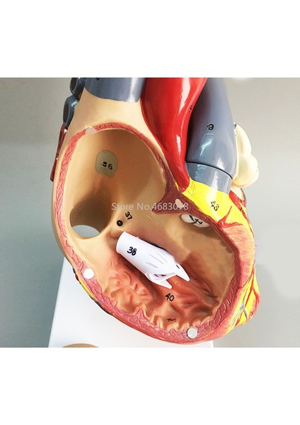 Insan Kalbi Anatomik Anatomik Model Vücut Tıbbi Organ Modeli Emulasyon + Stand Tıp Bilim Eğitim Malzemeleri (Yurt Dışından) fırsatları