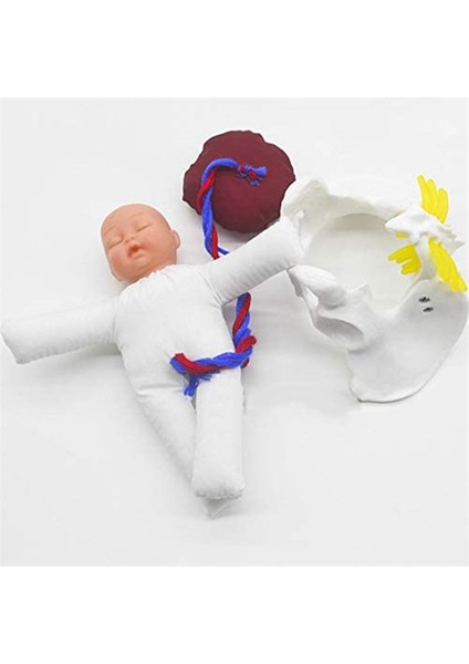 Minik Insan Dişi Doğum Pelvisi Gösterimi - Fetus Göbek Bağı Plasenta Eğitim Anatomisi Modeli (Yurt Dışından)