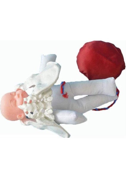 Minik Insan Dişi Doğum Pelvisi Gösterimi - Fetus Göbek Bağı Plasenta Eğitim Anatomisi Modeli (Yurt Dışından)