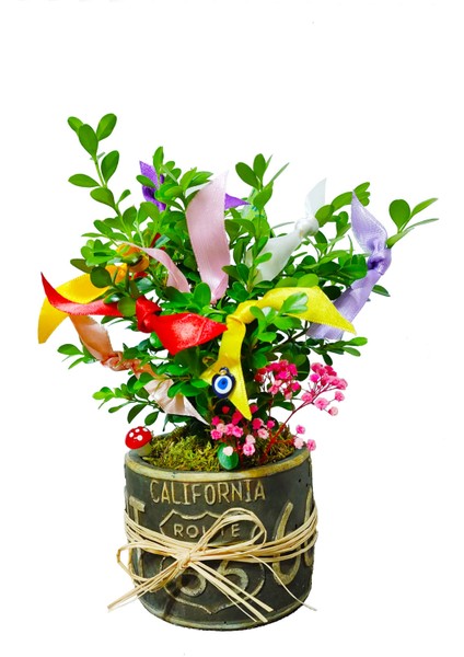 Dilek Ağacı Buxus Bonsai California Dekoratif Saksıda Şimşir Canlı Çiçek Şans Para Aşk Sağlık Hediye