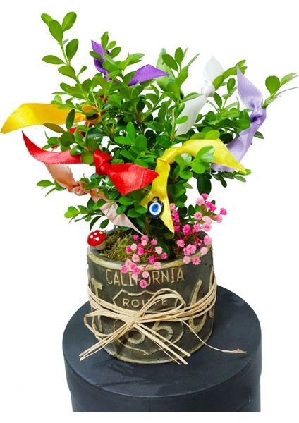 Dilek Ağacı Buxus Bonsai California Dekoratif Saksıda Şimşir Canlı Çiçek Şans Para Aşk Sağlık Hediye fiyatları