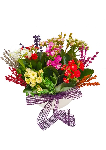 Cheerful Kalanchoe & Beyaz Kase Beton Saksıda Canlı Çiçekler Kuru Çiçek Lavanta Süslü Hediye fiyatları