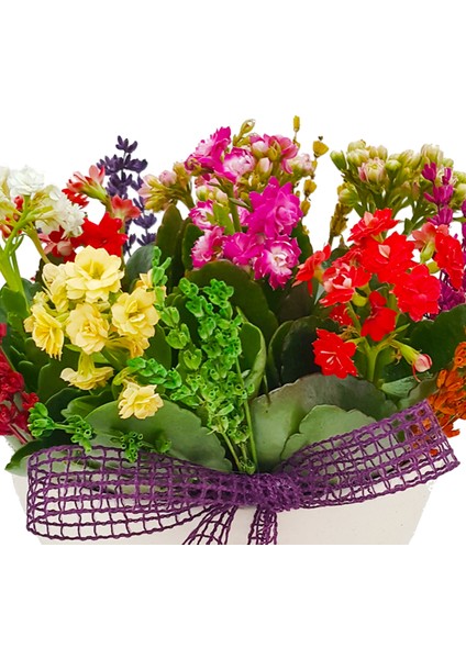 Cheerful Kalanchoe & Beyaz Kase Beton Saksıda Canlı Çiçekler Kuru Çiçek Lavanta Süslü Hediye fırsatları