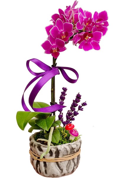 Mini Mor Orkide Phalaenopsis Excellent & Hediye Çiçek Dekoratif Canlı Bitki Iç Mekan Bitkileri