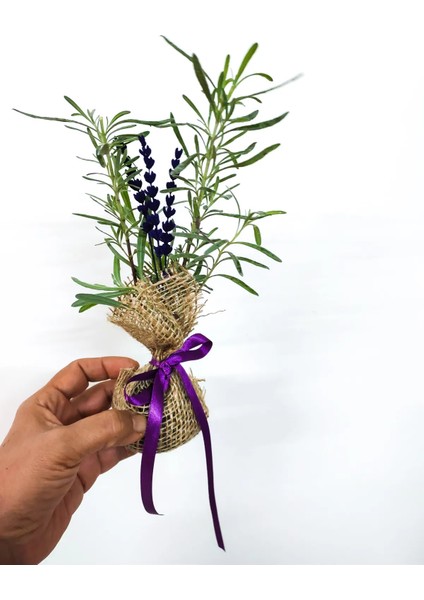 Canlı Lavanta Fidesi Özel Ambalajlı Kokulu Dayanıklı Bitki & Çok Özellikli Aromatik Hediye Çiçek