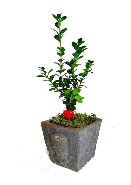Buxus Bonsai Atatürk Büstü Saksıda Canlı Bitki Şimşir & Hediye 100. Yıl Çiçeği Canli Cicekler