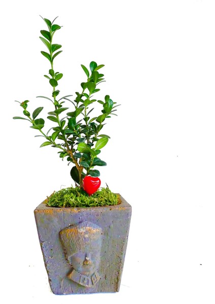 Buxus Bonsai Atatürk Büstü Saksıda Canlı Bitki Şimşir & Hediye 100. Yıl Çiçeği Canli Cicekler