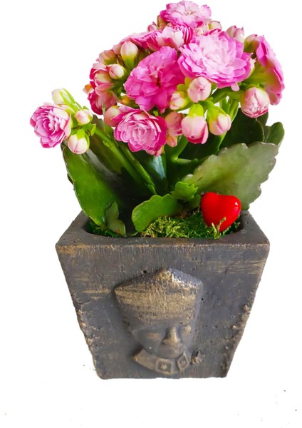 Kalanchoe Canlı Bitki Atatürk Büstü Beton Saksıda & Çiçekli Bitki & Hediye Salon Cicekleri