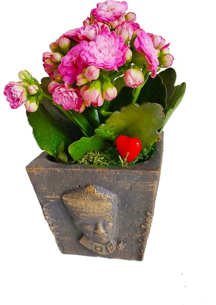Kalanchoe Canlı Bitki Atatürk Büstü Beton Saksıda & Çiçekli Bitki & Hediye Salon Cicekleri