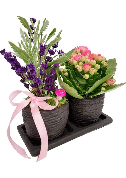 Kokulu Bitki Canlı Lavanta ve Kalanchoe Set Beton Saksıda & Hediye Çiçek Aromatik Salon Bitkisi