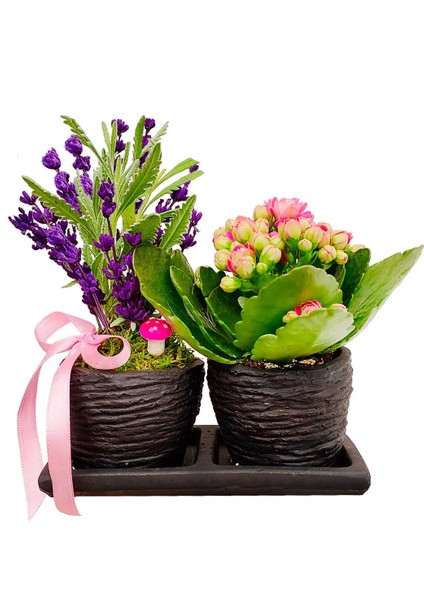 Kokulu Bitki Canlı Lavanta ve Kalanchoe Set Beton Saksıda & Hediye Çiçek Aromatik Salon Bitkisi