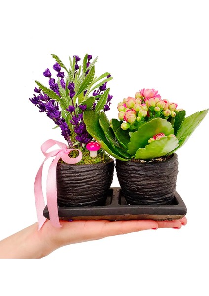 Kokulu Bitki Canlı Lavanta ve Kalanchoe Set Beton Saksıda & Hediye Çiçek Aromatik Salon Bitkisi