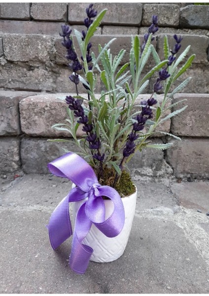 Canlı Lavanta Kokulu Bitki Seramik Saksıda & Hediye Çiçek Aromatik Bitki Salon Cicegi