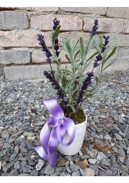 Canlı Lavanta Kokulu Bitki Seramik Saksıda & Hediye Çiçek Aromatik Bitki Salon Cicegi