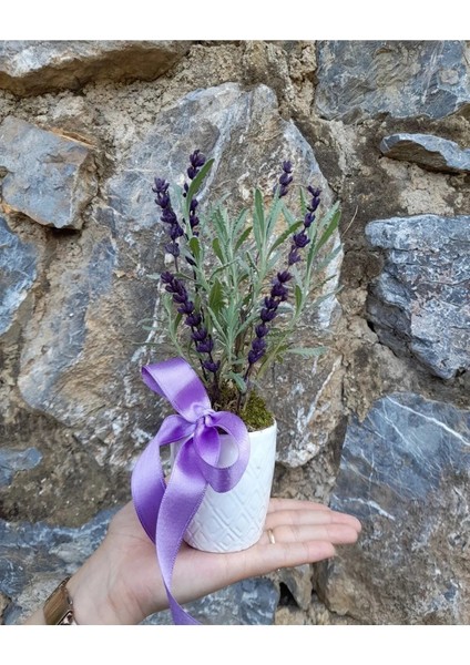 Canlı Lavanta Kokulu Bitki Seramik Saksıda & Hediye Çiçek Aromatik Bitki Salon Cicegi