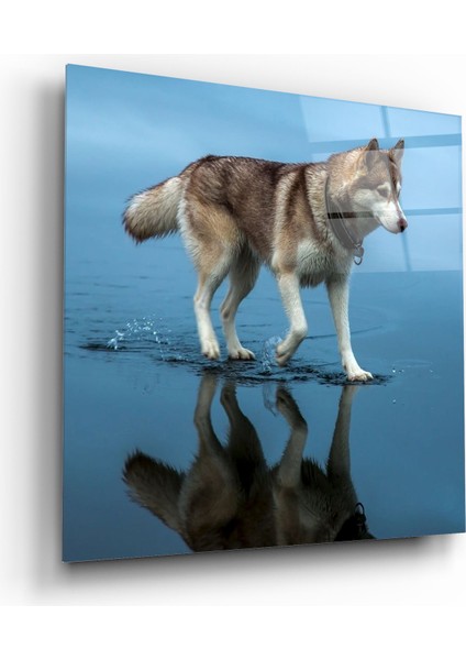 Kurt Cam Tablo | , Dekoratif, Ofis, Mutfak