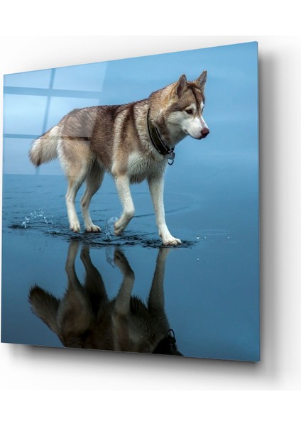 Kurt Cam Tablo | , Dekoratif, Ofis, Mutfak fiyatları