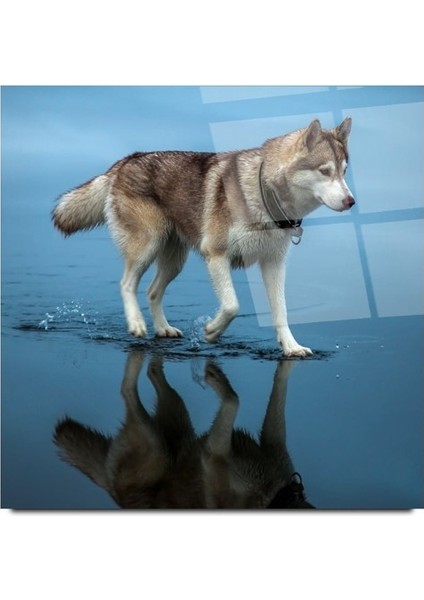 Kurt Cam Tablo | , Dekoratif, Ofis, Mutfak modelleri