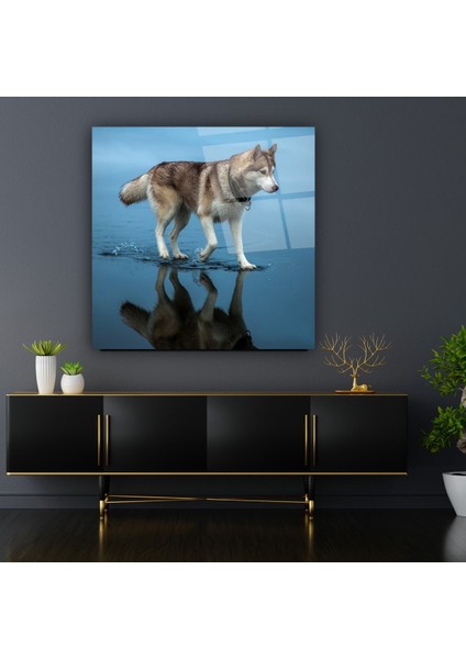 Kurt Cam Tablo | , Dekoratif, Ofis, Mutfak fırsatları