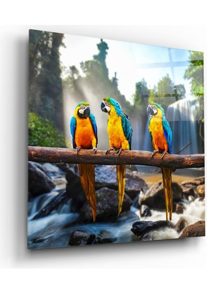 Renkli Papağanlar Cam Tablo | , Dekoratif, Ofis, Mutfak