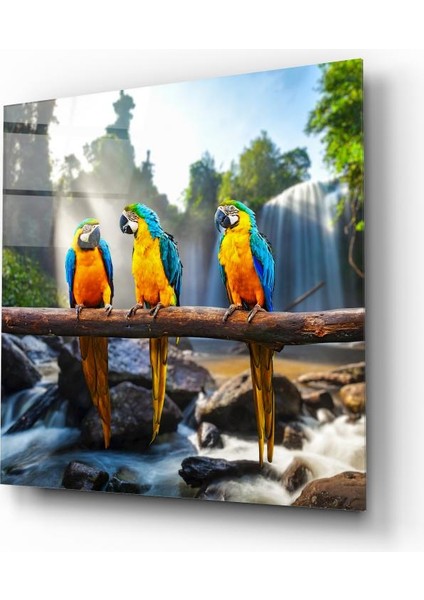 Renkli Papağanlar Cam Tablo | , Dekoratif, Ofis, Mutfak fiyatları