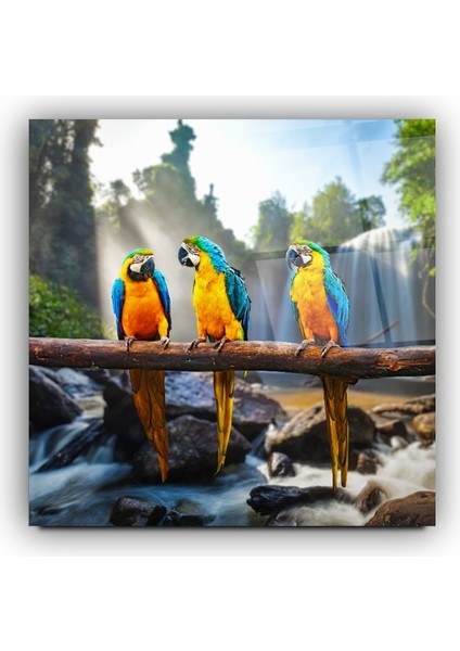 Renkli Papağanlar Cam Tablo | , Dekoratif, Ofis, Mutfak modelleri