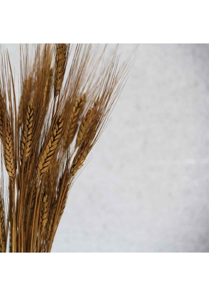 Kurutulmuş Başak Demeti Bronz fiyatları