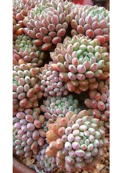 Pembe Yakut Eçeverya Sukulent / 5,5 cm Saksıda / Echeveria Pink Ruby Succulent