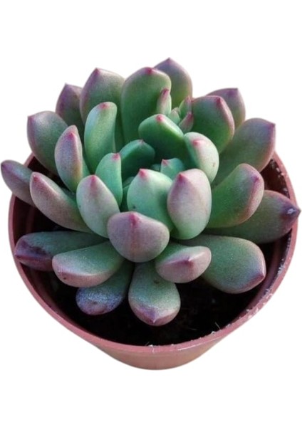 Pembe Yakut Eçeverya Sukulent / 5,5 cm Saksıda / Echeveria Pink Ruby Succulent