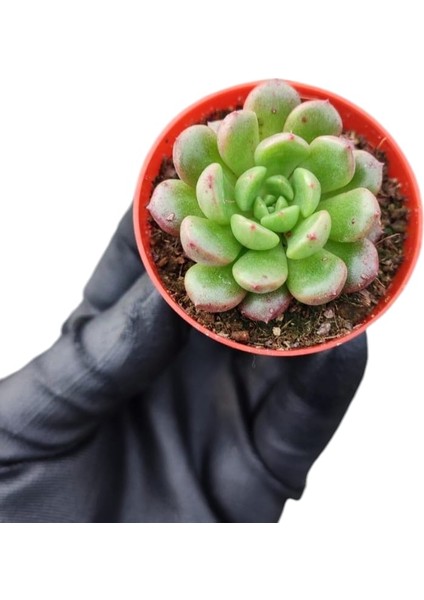 Pembe Yakut Eçeverya Sukulent / 5,5 cm Saksıda / Echeveria Pink Ruby Succulent