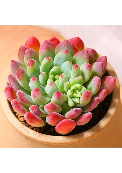 Pembe Yakut Eçeverya Sukulent / 5,5 cm Saksıda / Echeveria Pink Ruby Succulent