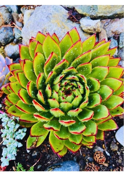 Sabır Otu Eçeverya Sukulent / 5,5 cm Saksıda / Echeveria Agavoides Christmas Succulent